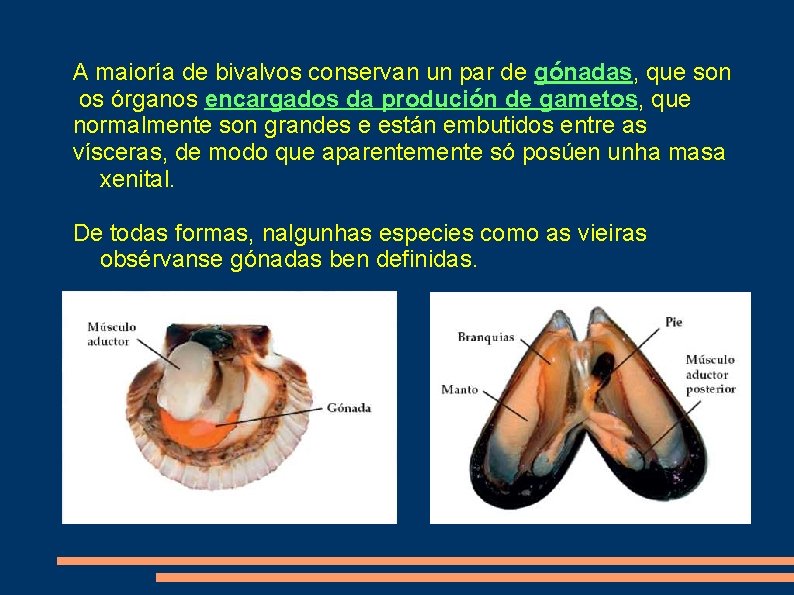 A maioría de bivalvos conservan un par de gónadas, que son os órganos encargados