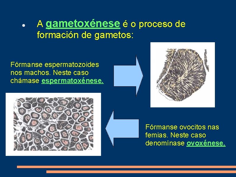  A gametoxénese é o proceso de formación de gametos: Fórmanse espermatozoides nos machos.