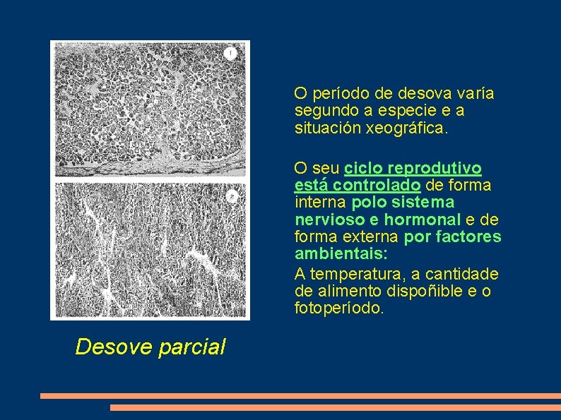 O período de desova varía segundo a especie e a situación xeográfica. O seu