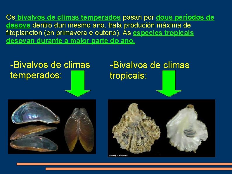 Os bivalvos de climas temperados pasan por dous períodos de desove dentro dun mesmo