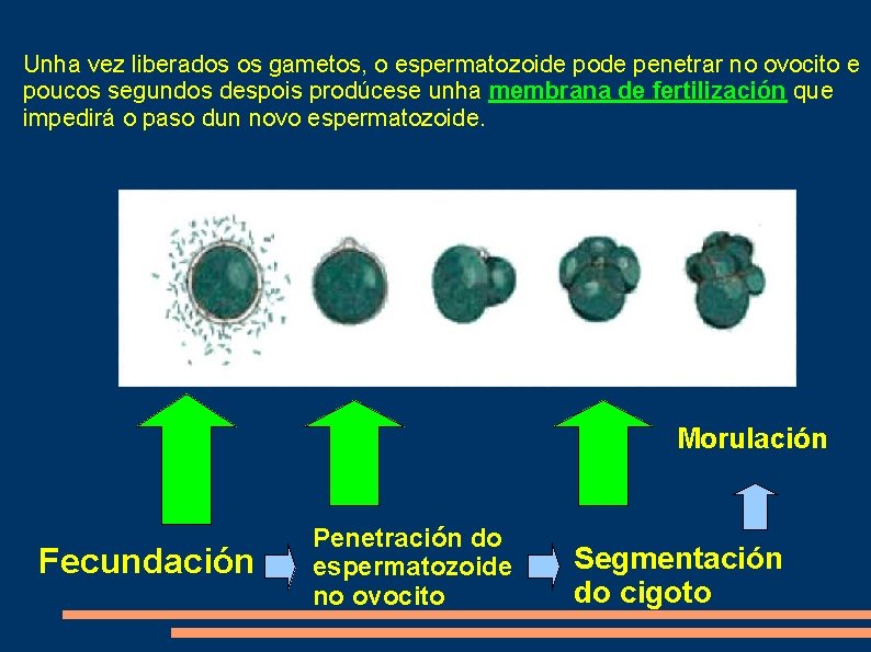 Unha vez liberados os gametos, o espermatozoide pode penetrar no ovocito e poucos segundos