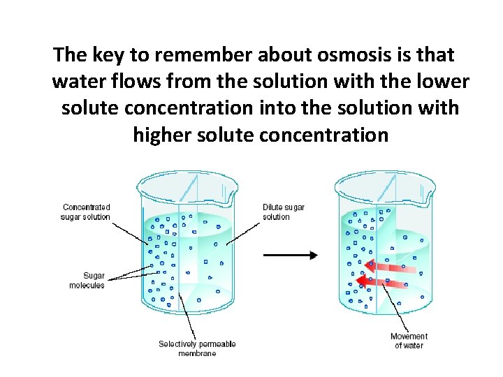 The key to remember about osmosis is that water flows from the solution with