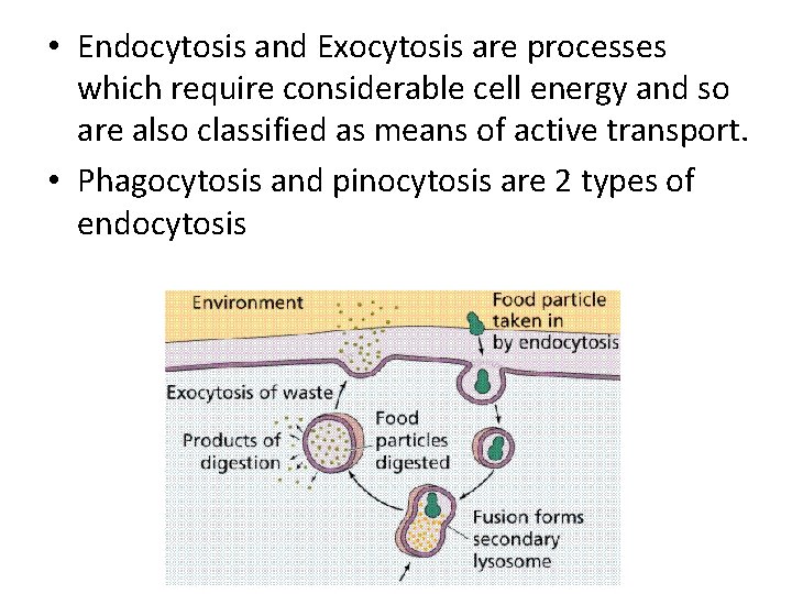 • Endocytosis and Exocytosis are processes which require considerable cell energy and so