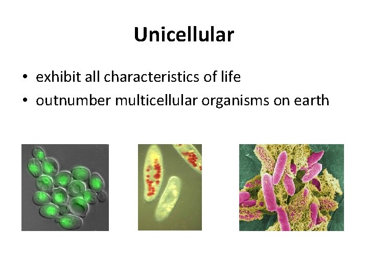 Unicellular • exhibit all characteristics of life • outnumber multicellular organisms on earth 
