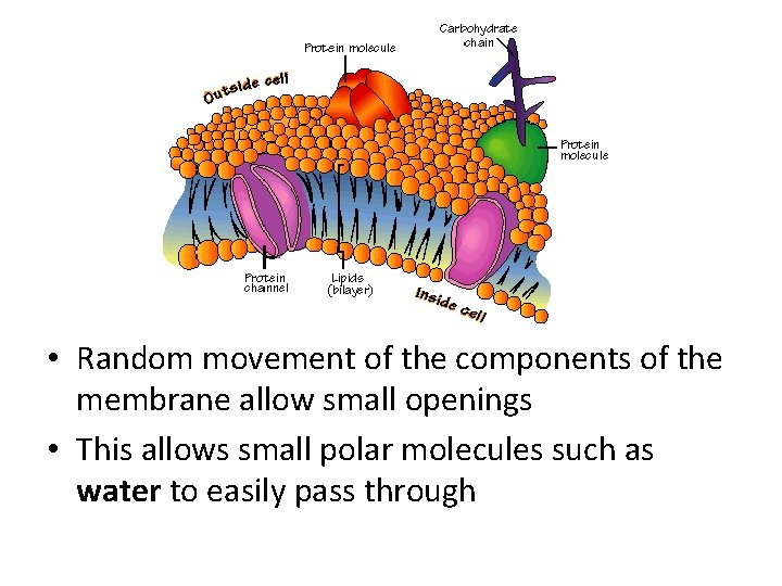  • Random movement of the components of the membrane allow small openings •