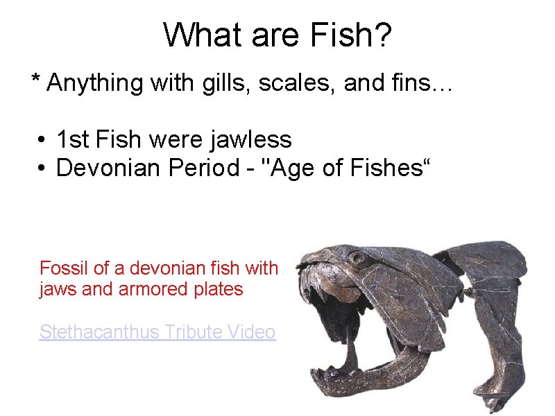 What are Fish? * Anything with gills, scales, and fins… • 1 st Fish