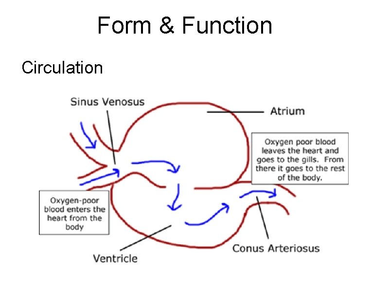 Form & Function Circulation 