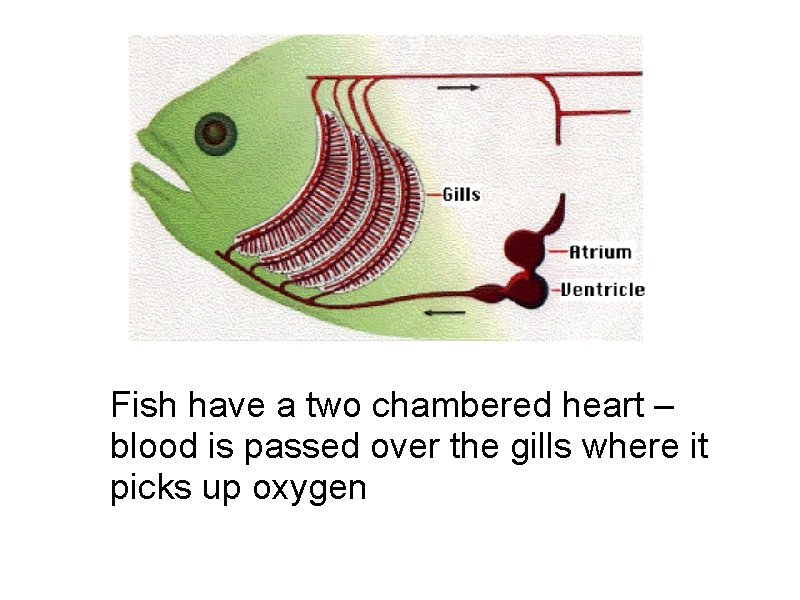 Fish have a two chambered heart – blood is passed over the gills where