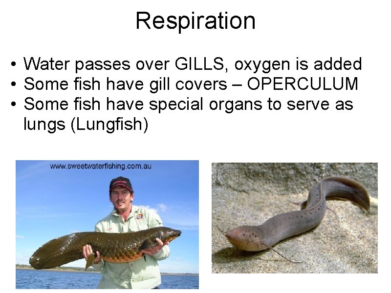 Respiration • Water passes over GILLS, oxygen is added • Some fish have gill