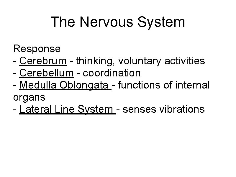 The Nervous System Response - Cerebrum - thinking, voluntary activities - Cerebellum - coordination