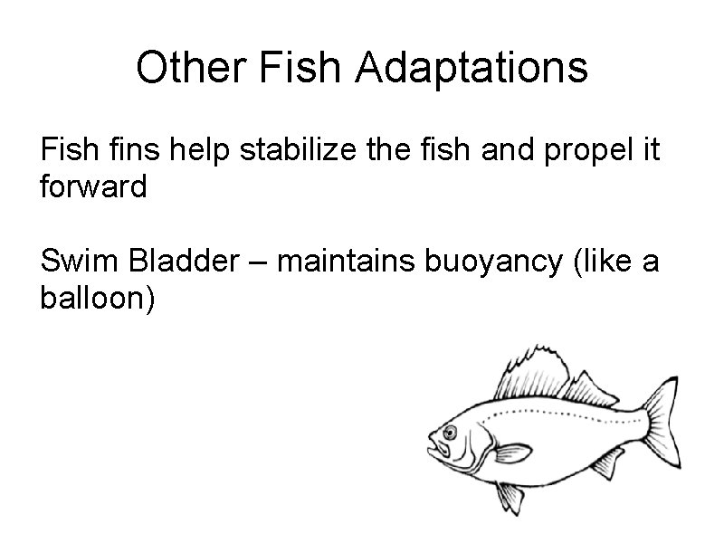 Other Fish Adaptations Fish fins help stabilize the fish and propel it forward Swim