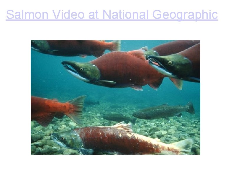 Salmon Video at National Geographic 