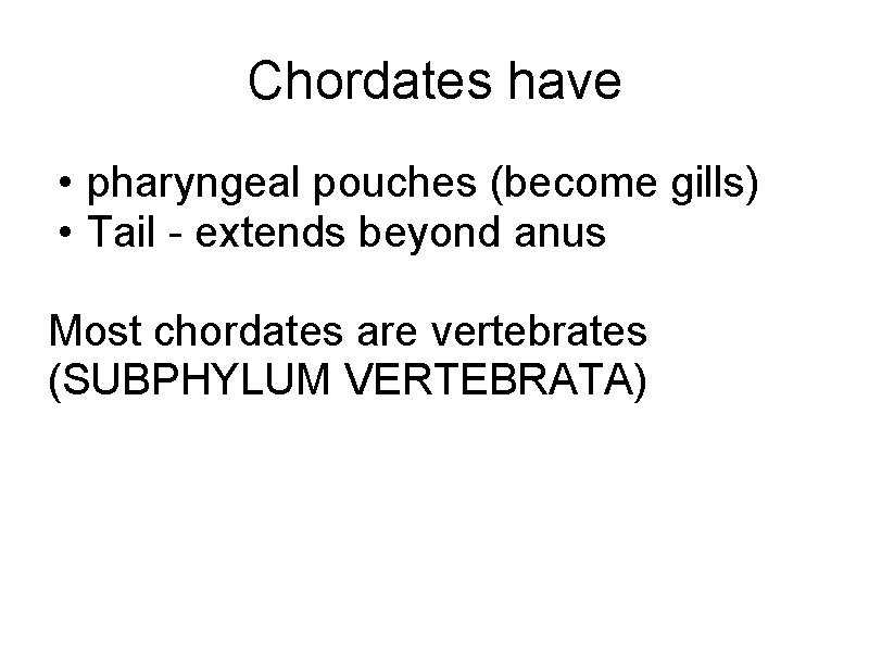 Chordates have • pharyngeal pouches (become gills) • Tail - extends beyond anus Most