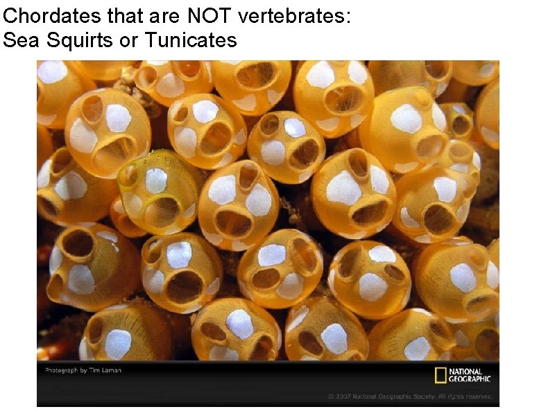 Chordates that are NOT vertebrates: Sea Squirts or Tunicates 