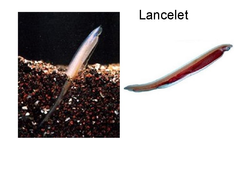 Lancelet 