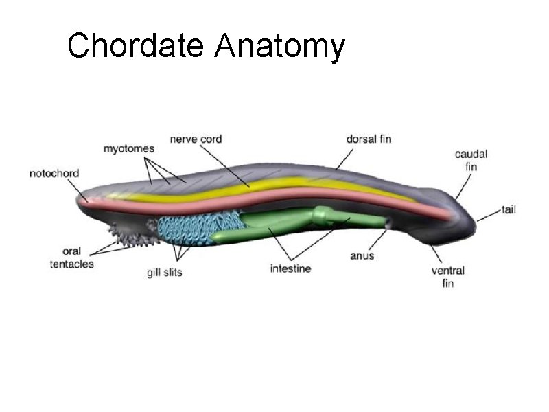 Chordate Anatomy 