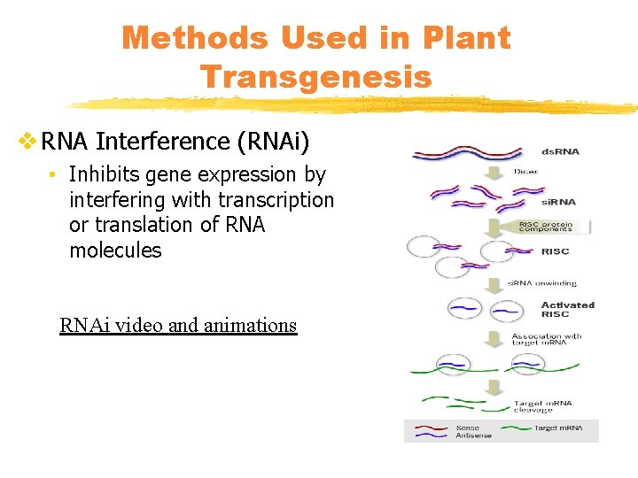 Methods Used in Plant Transgenesis v RNA Interference (RNAi) • Inhibits gene expression by