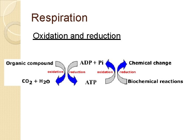 Respiration Oxidation and reduction 