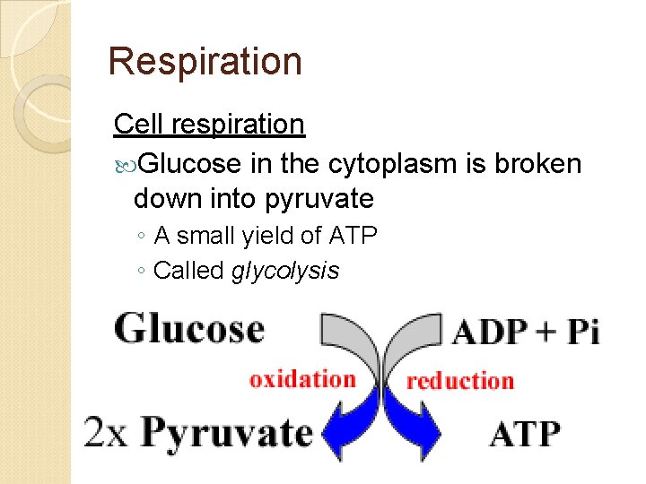 Respiration Cell respiration Glucose in the cytoplasm is broken down into pyruvate ◦ A