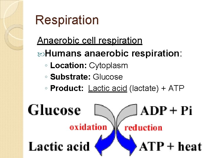 Respiration Anaerobic cell respiration Humans anaerobic respiration: ◦ Location: Cytoplasm ◦ Substrate: Glucose ◦