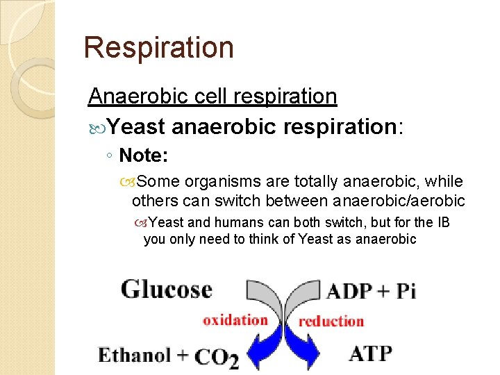Respiration Anaerobic cell respiration Yeast anaerobic respiration: ◦ Note: Some organisms are totally anaerobic,