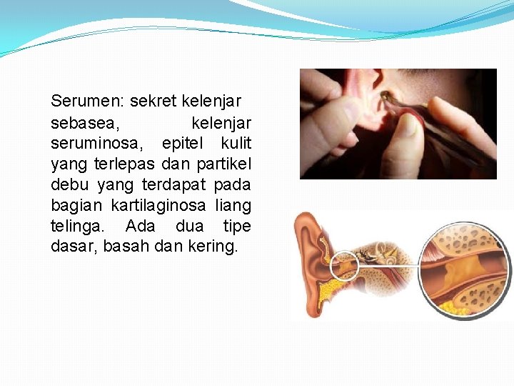 Serumen: sekret kelenjar sebasea, kelenjar seruminosa, epitel kulit yang terlepas dan partikel debu yang