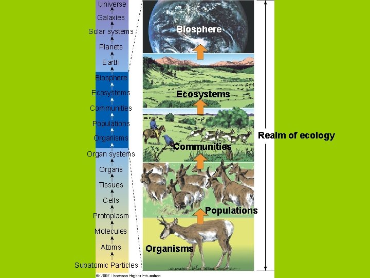 Universe Galaxies Solar systems Biosphere Planets Earth Biosphere Ecosystems Communities Populations Organisms Organ systems