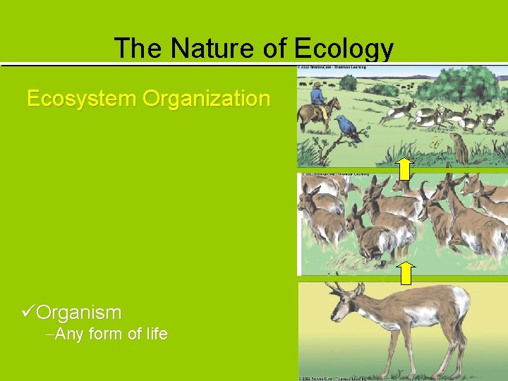The Nature of Ecology Ecosystem Organization üOrganism -Any form of life 