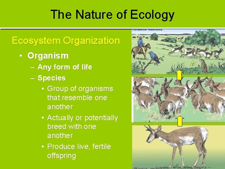 The Nature of Ecology Ecosystem Organization • Organism – Any form of life –