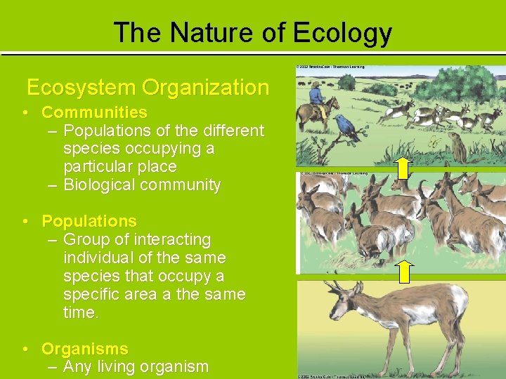 The Nature of Ecology Ecosystem Organization • Communities – Populations of the different species