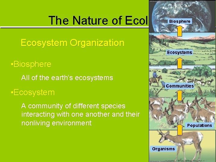 The Nature of Ecology Ecosystem Organization • Biosphere All of the earth’s ecosystems •