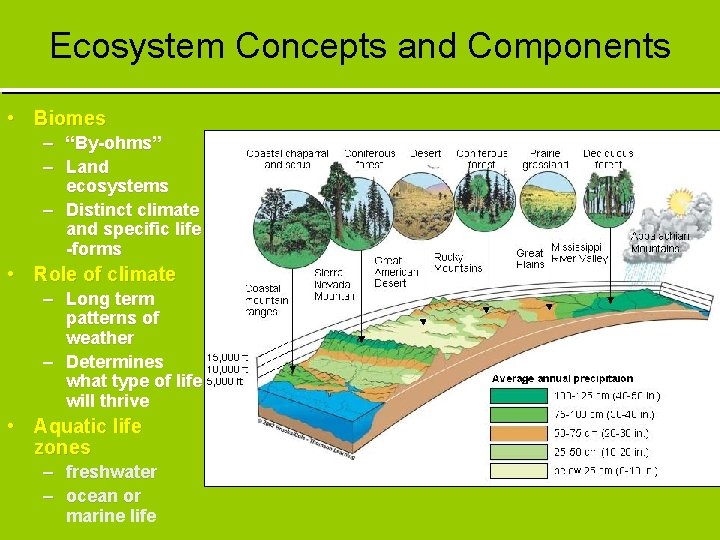 Ecosystem Concepts and Components • Biomes – “By-ohms” – Land ecosystems – Distinct climate