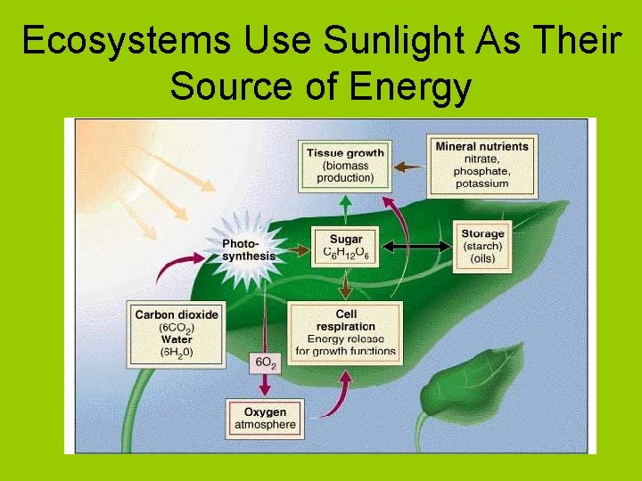 Ecosystems Use Sunlight As Their Source of Energy 