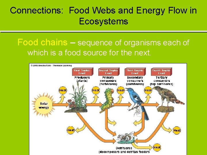 Connections: Food Webs and Energy Flow in Ecosystems Food chains – sequence of organisms