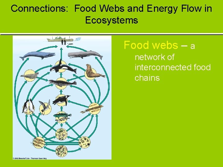 Connections: Food Webs and Energy Flow in Ecosystems Food webs – a network of