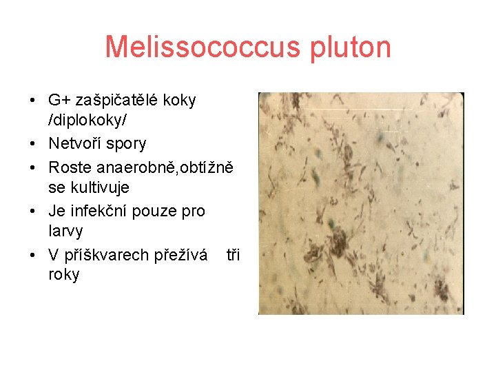 Melissococcus pluton • G+ zašpičatělé koky /diplokoky/ • Netvoří spory • Roste anaerobně, obtížně