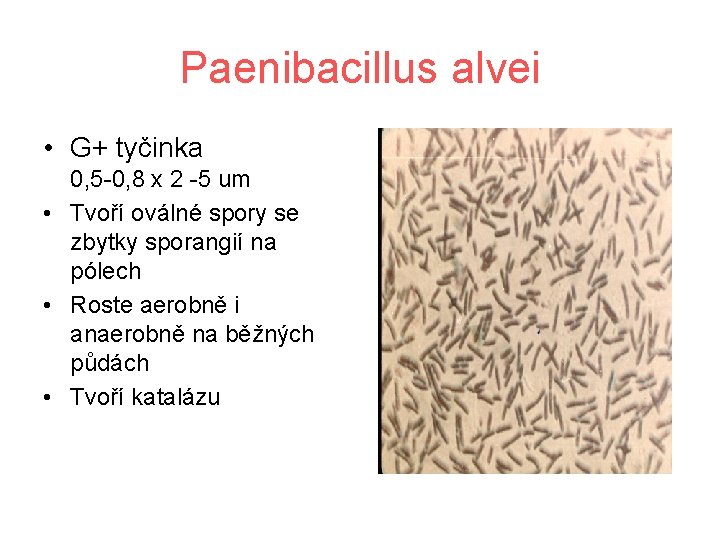 Paenibacillus alvei • G+ tyčinka 0, 5 -0, 8 x 2 -5 um •