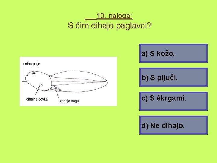 10. naloga: S čim dihajo paglavci? a) S kožo. b) S pljuči. c) S