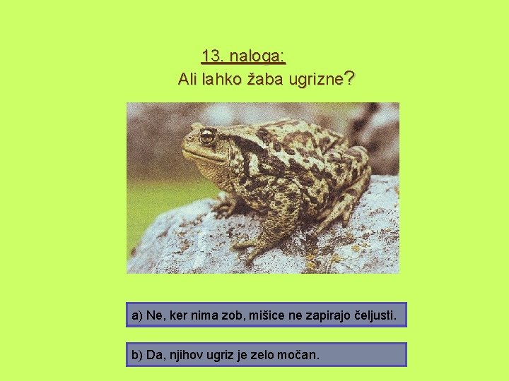 13. naloga: Ali lahko žaba ugrizne? a) Ne, ker nima zob, mišice ne zapirajo