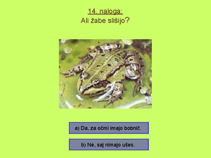 14. naloga: Ali žabe slišijo? a) Da, za očmi imajo bobnič. b) Ne, saj