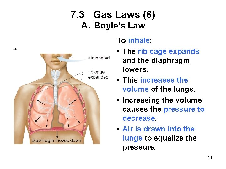 7. 3 Gas Laws (6) A. Boyle’s Law To inhale: • The rib cage