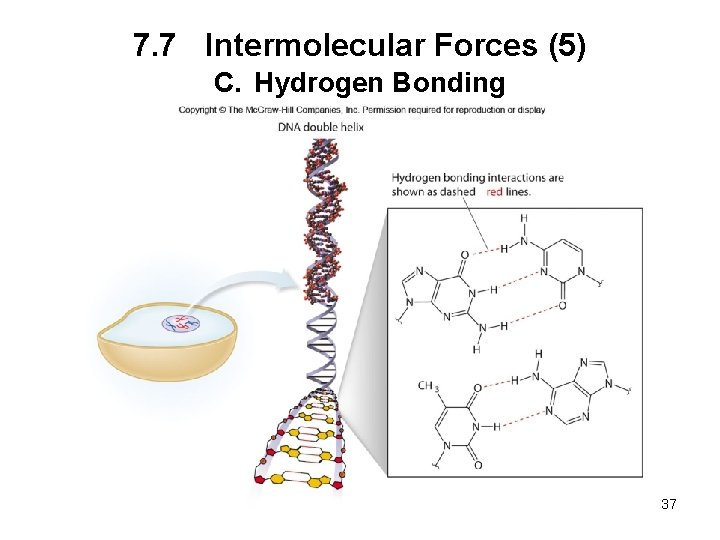 7. 7 Intermolecular Forces (5) C. Hydrogen Bonding 37 