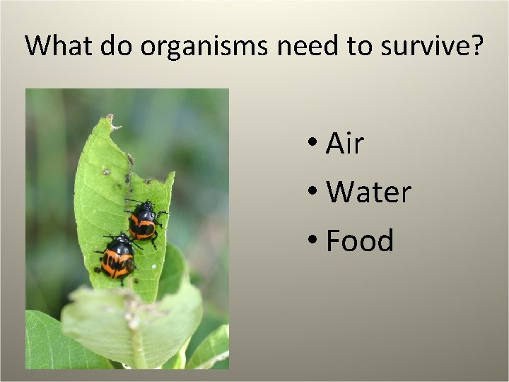What do organisms need to survive? • Air • Water • Food 