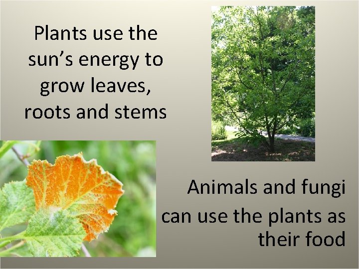 Plants use the sun’s energy to grow leaves, roots and stems Animals and fungi