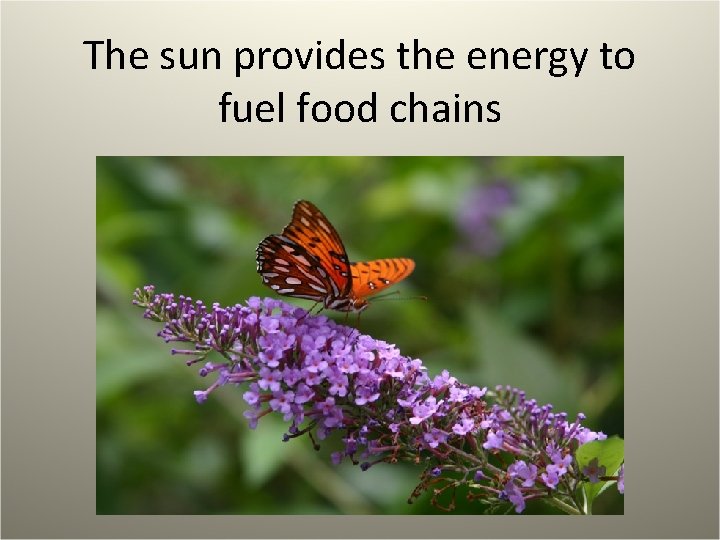 The sun provides the energy to fuel food chains 