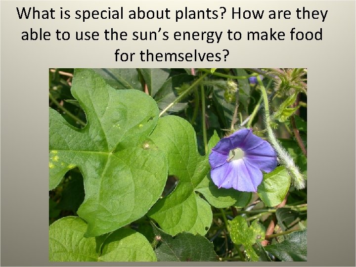 What is special about plants? How are they able to use the sun’s energy