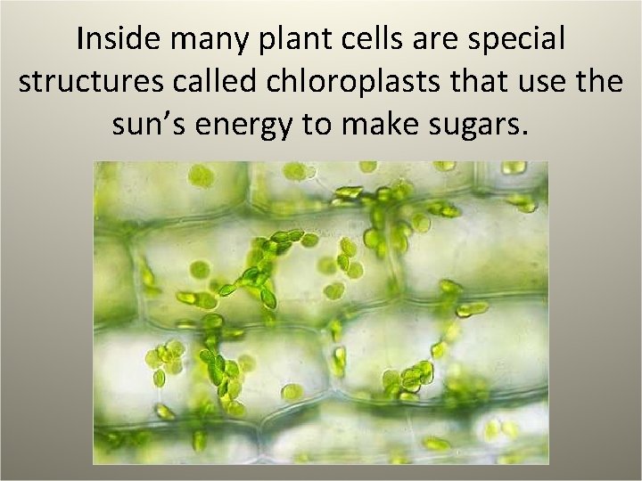 Inside many plant cells are special structures called chloroplasts that use the sun’s energy