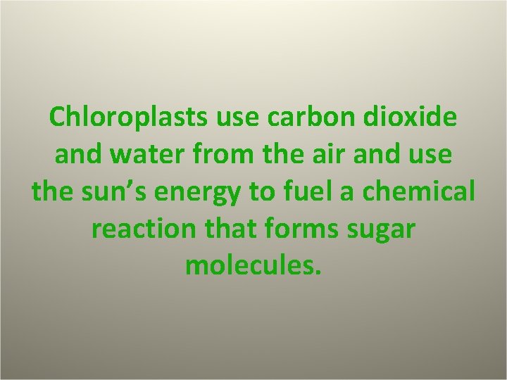 Chloroplasts use carbon dioxide and water from the air and use the sun’s energy