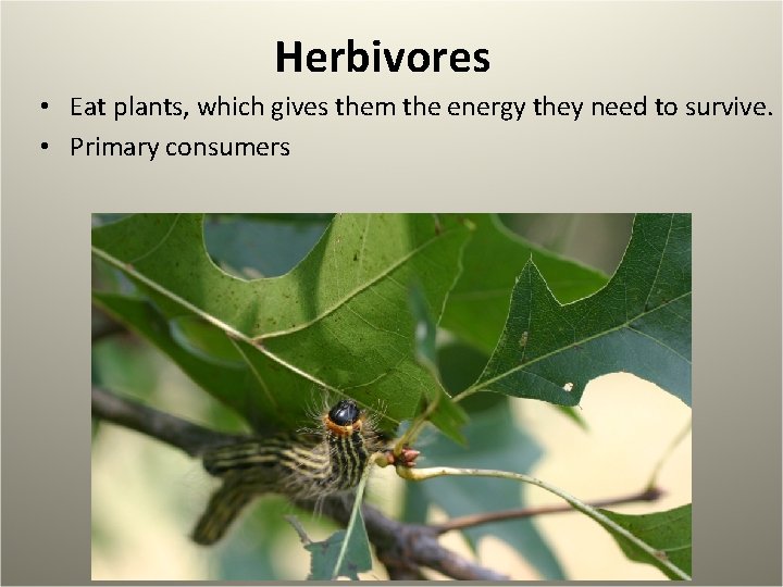 Herbivores • Eat plants, which gives them the energy they need to survive. •