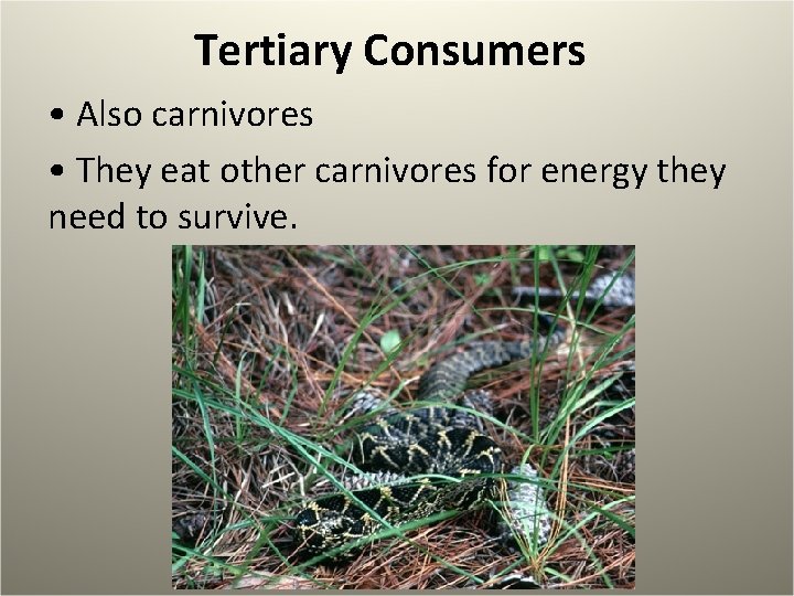 Tertiary Consumers • Also carnivores • They eat other carnivores for energy they need